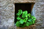 ** rigogliosa ** ** rigogliosa **