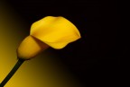 Flower Flower
