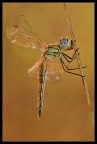 Libellula al mattino Libellula al mattino