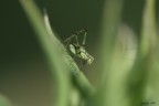 Nel verde Nel verde