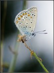 Farfallina Farfallina