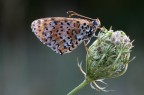 Melitaea