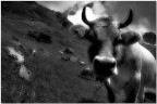 the meek horns the meek horns