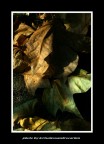 foglie secche foglie secche