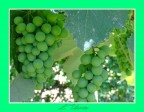 L'Uva acerba L'Uva acerba