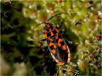 Lygaesus saxatilis Lygaesus saxatilis