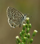 ritratto di farfalla-4