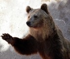 Questo orso bruno � un "ospite" del Parco Faunistico Le Cornelle di Valbrembo (BG). Guardate che sguardo triste...