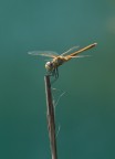 Libellula