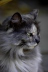 gatto bianco nero gatto bianco nero