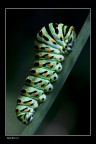Papilio Macaone visto dal lato oscuro Papilio Macaone visto dal lato oscuro