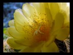 Succulenta Succulenta