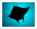 Maldive 2007 - Manta point
Scatto eseguito con Canon Powershot G7 e custodia custodia WP-DC 11 - 1/1600 f3.5.
Spero vi piaccia... :)