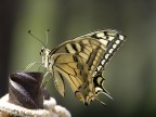 Papilio machaon Papilio machaon