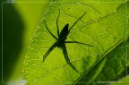:: Trasparenze... luci ed ombre... :: Trasparenze... luci ed ombre...