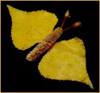 Papillon Papillon