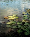 Ninfee sul Garigliano: quasi un omaggio a Monet Ninfee sul Garigliano: quasi un omaggio a Monet