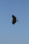 Volare alto nel cielo Volare alto nel cielo