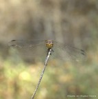 in posa per il ritratto