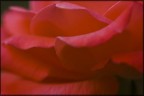 ombre rosse ombre rosse