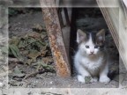 In verit� sono allergico a questi carissimi cuccioletti, quando ho scattato la foto ero molto pi� spaventato del gattino stesso, quindi mi sono messo alla giusta distanza per la sicurezza di entrambi...

Critiche e suggerimenti sono ben accetti.