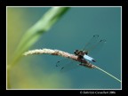 Libellula Libellula