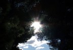 Sole fra gli alberi