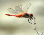 colored dragonfly