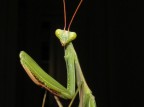 sguardo sguardo