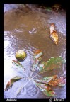 Autunno... Autunno...