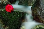 rosa rosa