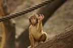 the ape the ape
