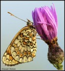 Canon 400d+ sigma 150 mm macro
TV (Velocit� otturatore)	1/25
AV (Valore diaframma)	10.0
Velocit� ISO	200