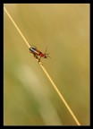 Coleottero Rhagonycha Fulva....che saluta Coleottero Rhagonycha Fulva....che saluta