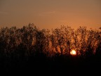 Tramonto dietro il bosco Tramonto dietro il bosco