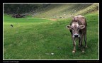 il sentiero delle Malghe ..... il sentiero delle Malghe .....