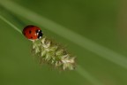 La rossa e la spiga La rossa e la spiga