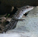lucertola lucertola