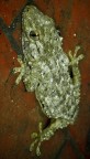gecko gecko