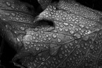 Rain day Rain day