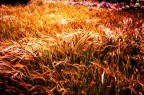 Gold wheat! Gold wheat!
