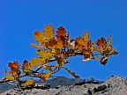 Colori d'autunno Colori d'autunno