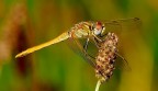 Dragon fly Dragon fly