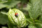 Coccinella