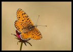 Melitaea Aetherie