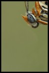 Dettaglio testa Melitaea Dettaglio testa Melitaea