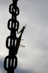 zampina al cielo zampina al cielo