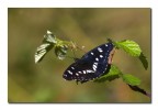 Limenitis reducta m. Limenitis reducta m.