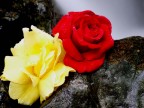rose rose
