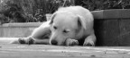 dolce dormire dolce dormire